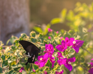 Closeup butterfly on flower with sunlight in the morning.