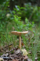 Waldpilz auf dem Waldboden in Nahaufnahme 