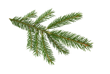  Fir tree branch isolated on white. Pine.