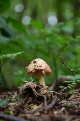 Waldpilz auf dem Waldboden in Nahaufnahme 
