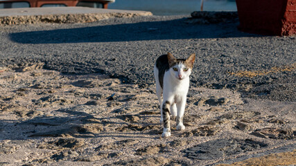 Street cat in Greek Harbour