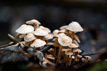 mushrooms in the forest