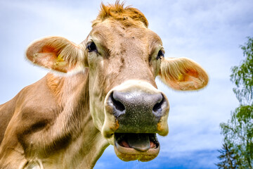 nice cow at the eng alm in austria