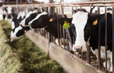 herd of cows in stall at dairy farm