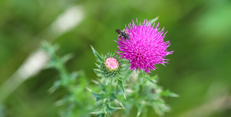 The bee collects nectar from thistle flowers on its paws. Macro photography. Thistle is a medicinal plant. Top view.