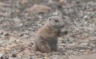 餌を食べるプレーリードッグ