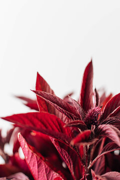 Amaranthus cruentus, red amaranth flowers closeup
