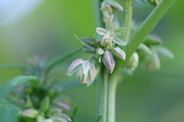 close up of industrial hemp plant