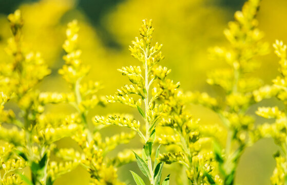 A Field Of Golden Rod On The Verge Of Blooming.