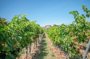 Fototapeta na wymiar Photo of a vineyard on a summer day