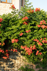 Fototapeta na wymiar Red Hibiscus flowers or China rose flowering in front of house