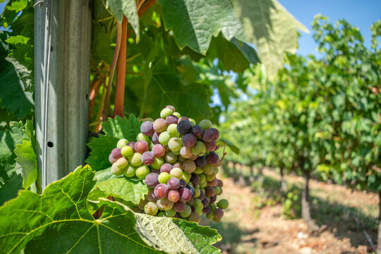 Grape cluster in a vineyard