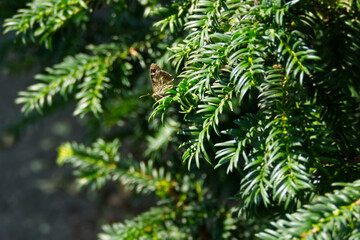 Speckled Wood Butterfly (Pararge aegeria) perched on tree branch in Zurich, Switzerland