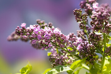 Obraz premium Summer blooming flowers, bright beautiful background for cards. Blooming lilac close up