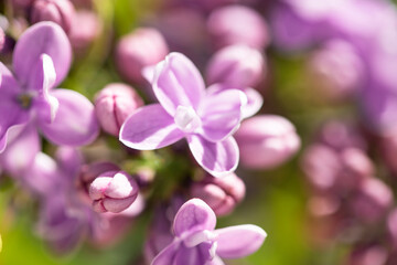 Summer blooming flowers, bright beautiful background for cards. Blooming lilac close up