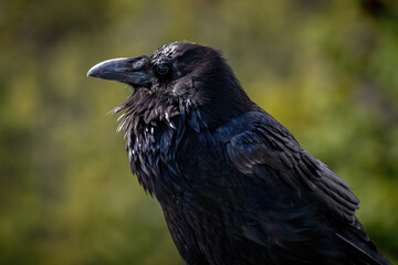 SUNLIT CLOSE UP PROFILE OF CROW WITH BEAUTIFUL FEATHER DETAIL AND BLURRED GREEN BACKGROUND - JASPER NP.