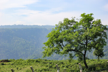 A lone big green tree top of the mountain in Bandarban, Bangladesh