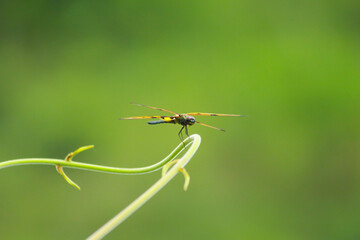 A Yellow black color striped wings of Dragon Fly sitting on tiny tree branch in village of Bangladesh