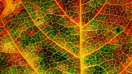 Hawthorn leaf in autumn close up. Abstract plant background or wallpaper. Mosaic pattern from a network of red, green and yellow veins and cells. Vivid spotted natural backdrop. Macro