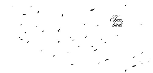 Fototapeta premium A flock of flying birds. Vector illustration