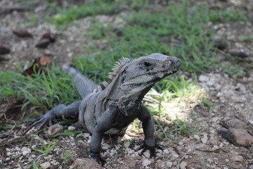iguana on the rocks
