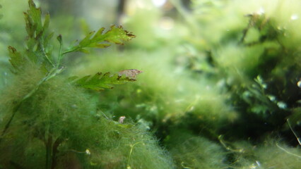 Aquatic green algae with underwater moss