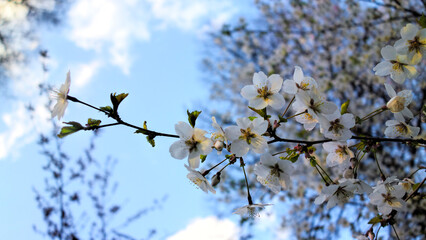 White sakura blossom in spring