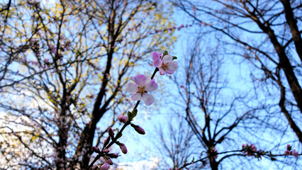 Sakura blossom in spring