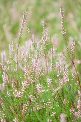 Blooming heather in the forest, gentle photo, bokeh effect. High quality photo