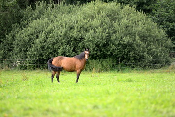 Bunte Pferdeherde auf der Wiese