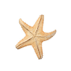 Beautiful sea star isolated on white. Beach object