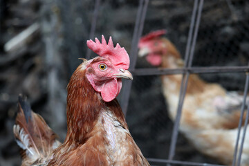 Chicken on the farm, poultry concept. Brown hen on wire mesh background
