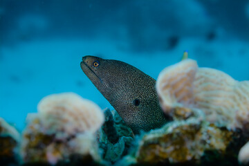 Goldentail moray eel and blue background