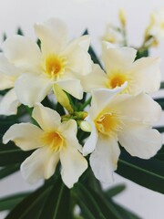 Fototapeta na wymiar white oleander on a white background