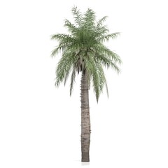 3d render of a palm tree on a white background