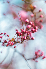 berries 
