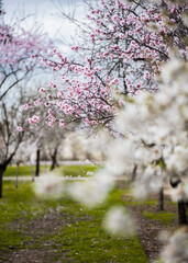 cherry blossom