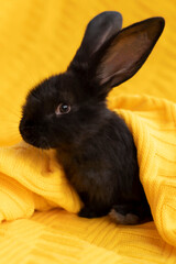 Obraz premium Black little rabbit close-up on a yellow knitted blanket