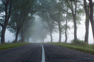 A lonely foggy road cutting through a thick and quiet wood.