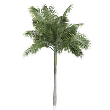 3d render of a palm tree on a white background