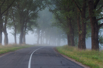 Fototapeta premium A lonely foggy road cutting through a thick and quiet wood.