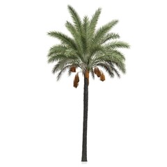 3d render of a palm tree on a white background