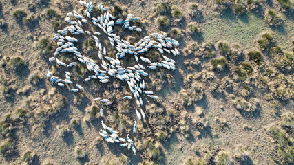 Aerial view of a flock of sheep