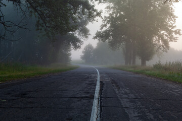 Fototapeta premium A lonely foggy road cutting through a thick and quiet wood.