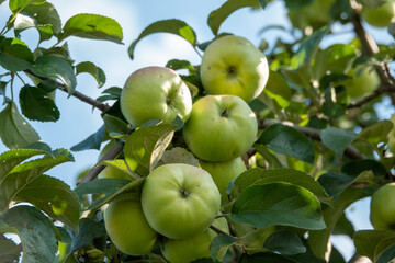 Closeup of a bunch of bio organic red apples growing on the branches of an apple tree in an orchad