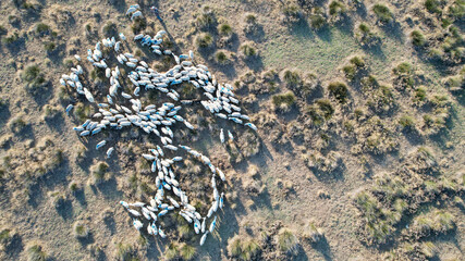 Aerial view of a flock of sheep