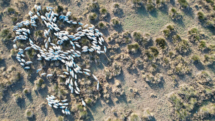 Aerial view of a flock of sheep