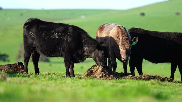 Beef cows and calves grazing on grass in south west victoria, Australia. eating hay and silage.