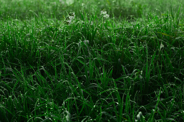 fresh thick grass with water drops in the early morning