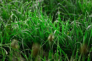 fresh thick grass with water drops in the early morning